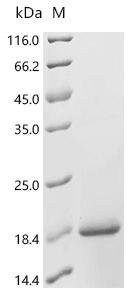 Mouse Resistin-like alpha (Retnla) Recombinant Protein, Mus musculus (Mouse), E.coli, C-terminal 6xHis-tagged, 16.3 kDa, purity >≥ 90% as determined by SDS-PAGE.