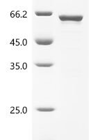 Human Signal recognition particle subunit SRP54 (SRP54) Recombinant Protein, N-10His/C-Myc - BioCrest Sci