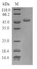 Human Troponin C, skeletal muscle (TNNC2) Recombinant Protein, Homo sapiens (Human), E.coli, N-terminal GST-tagged, 45.0 kDa, purity >≥ 90% as determined by SDS-PAGE.