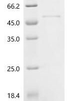 Mouse Granzyme A (Gzma) Recombinant Protein, N-His-SUMO - BioCrest Sci