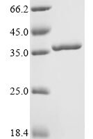 Enterobacteria phage T4 Single-stranded DNA-binding protein (32) Recombinant Protein, N-His-SUMO - BioCrest Sci