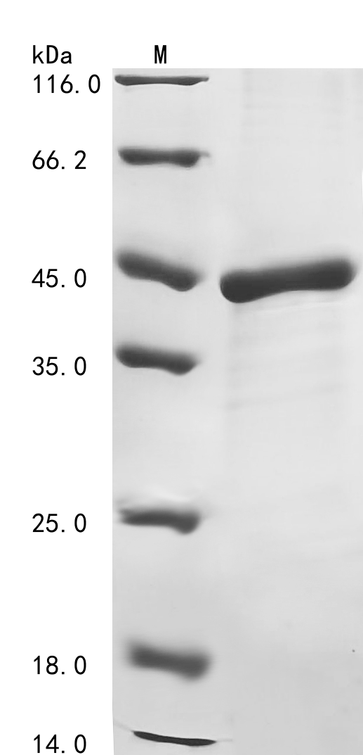 Rat 72 kDa type IV collagenase (Mmp2), partial Recombinant Protein, Rattus norvegicus (Rat), E.coli, N-terminal 6xHis-KSI-tagged, 43.6 kDa, purity >≥ 85% as determined by SDS-PAGE.