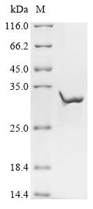 Human Acetylcholine receptor subunit epsilon (CHRNE), partial Recombinant Protein, N-10His/C-Myc, Homo sapiens (Human), E.coli, N-terminal 10xHis-tagged and C-terminal Myc-tagged, 32.5 kDa, purity >≥ 90% as determined by SDS-PAGE.
