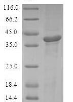 Human Cyclic AMP-dependent transcription factor ATF-7 (ATF7) Recombinant Protein - BioCrest Sci