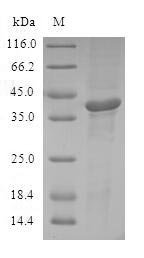 Human Cyclic AMP-dependent transcription factor ATF-7 (ATF7) Recombinant Protein, Homo sapiens (Human), E.coli, N-terminal GST-tagged, 40.3 kDa, purity >≥ 90% as determined by SDS-PAGE.