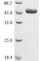 Mouse Beta-enolase (Eno3) Recombinant Protein, N-10His - BioCrest Sci