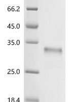 Oryza sativa subsp. japonica Protein PHOTOSYSTEM I ASSEMBLY 2, chloroplastic (PSA2) Recombinant Protein - BioCrest Sci