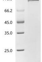 Rat Heat shock protein HSP 90-alpha (Hsp90aa1) Recombinant Protein, C-His - BioCrest Sci