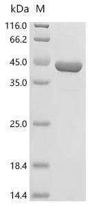 Cyberlindnera jadinii Uricase Recombinant Protein, Cyberlindnera jadinii (Torula yeast), E.coli, C-terminal 6xHis-tagged, 41.1 kDa, purity >≥ 90% as determined by SDS-PAGE.