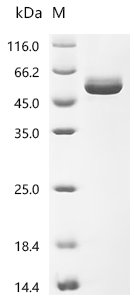 Human Interleukin-6 (IL6),Biotinylated Recombinant Protein, Mammalian cell, N-terminal hFc1-tagged and C-terminal Avi-tagged, 48.8 kDa, purity >≥ 95% as determined by SDS-PAGE.≥ 95% as determined by SEC-HPLC.