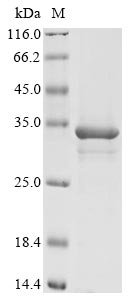 Mouse Methyltransferase-like protein 10 (Mettl10) Recombinant Protein, Mus musculus (Mouse), Yeast, C-terminal 6xHis-Myc-tagged, 30.3 kDa, purity >≥ 90% as determined by SDS-PAGE.