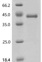Human Mitotic checkpoint protein BUB3 (BUB3) Recombinant Protein - BioCrest Sci