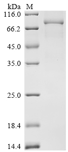Mouse Neuronal pentraxin-1 (Nptx1), partial Recombinant Protein, Mus musculus (Mouse), Mammalian cell, C-terminal hFc1-tagged, 73.9 kDa, purity >≥ 90% as determined by SDS-PAGE.