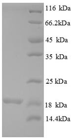 Human 39S ribosomal protein L54, mitochondrial (MRPL54) Recombinant Protein, Homo sapiens (Human), E.coli, N-terminal 6xHis-tagged, 18.2 kDa, purity >≥ 90% as determined by SDS-PAGE.