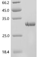 Mouse E3 ubiquitin-protein ligase TRIM56 (Trim56), partial Recombinant Protein - BioCrest Sci