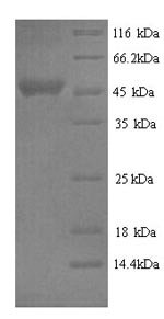 Bovine Serpin A3-2 (SERPINA3-2) Recombinant Protein, Bos taurus (Bovine), Yeast, N-terminal 6xHis-tagged, 45.6 kDa, purity >≥ 90% as determined by SDS-PAGE.