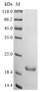 Bovine G-protein coupled receptor 52 (GPR52), partial Recombinant Protein, Bos taurus (Bovine), E.coli, N-terminal 6xHis-KSI-tagged, 20.4 kDa, purity >≥ 85% as determined by SDS-PAGE.