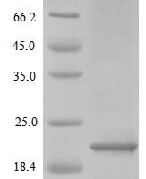 Human Neutrophil defensin 3 (DEFA3), partial Recombinant Protein - BioCrest Sci