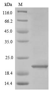 Human Neutrophil defensin 3 (DEFA3), partial Recombinant Protein, Homo sapiens (Human), E.coli, N-terminal 6xHis-SUMO-tagged, 22.4 kDa, purity >≥ 85% as determined by SDS-PAGE.