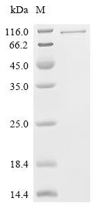 Mouse Focal adhesion kinase 1 (Ptk2), partial Recombinant Protein, C-10His-HSA, Mammalian cell, C-terminal 10xHis-HSA-tagged, 96.6 kDa, purity >≥ 95% as determined by SDS-PAGE.