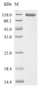 Human Epidermal growth factor receptor (EGFR), partial, Biotinylated Recombinant Protein, Homo sapiens (Human), Mammalian cell, N-terminal 10xHis-tagged and C-terminal Avi-tagged, 73.0 kDa, purity >≥ 95% as determined by SDS-PAGE.