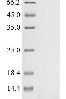 Pig Pulmonary surfactant-associated protein B (SFTPB) Recombinant Protein, Tag-Free, aa 1–79, E.coli - BioCrest Sci