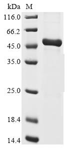 Human Chorionic somatomammotropin hormone 2 (CSH2) Recombinant Protein, Homo sapiens (Human), E.coli, N-terminal 6xHis-GST-tagged, 53.8 kDa, purity >≥ 85% as determined by SDS-PAGE.