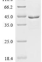 Escherichia coli Glycine--tRNA ligase alpha subunit (glyQ) Recombinant Protein - BioCrest Sci