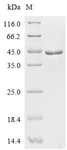 Escherichia coli Glycine--tRNA ligase alpha subunit (glyQ) Recombinant Protein, Escherichia coli (strain K12), E.coli, C-terminal 6xHis-tagged, 41.7 kDa, purity >≥ 85% as determined by SDS-PAGE.
