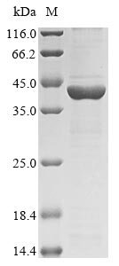 Rauvolfia serpentina Strictosidine synthase (STR1) Recombinant Protein, Rauvolfia serpentina (Serpentine wood) (Ophioxylon serpentinum), E.coli, N-terminal 10xHis-tagged and C-terminal Myc-tagged, 43.2 kDa, purity >≥ 85% as determined by SDS-PAGE.