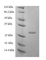 Human DNA-directed RNA polymerase I subunit RPA12 (ZNRD1) Recombinant Protein - BioCrest Sci