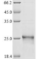Human Phospholipid hydroperoxide glutathione peroxidase GPX4 (GPX4) (U73S), partial Recombinant Protein, N-His - BioCrest Sci