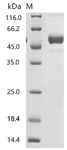 Human Tumor necrosis factor ligand superfamily member 15 (TNFSF15), partial Recombinant Protein, Homo sapiens (Human), Mammalian cell, N-terminal hFc1-tagged, 46.5 kDa, purity >≥ 90% as determined by SDS-PAGE.