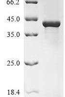 Arabidopsis thaliana Plasmodesmata-located protein 7 (PDLP7) Recombinant Protein, N-His-KSI - BioCrest Sci