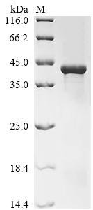 Arabidopsis thaliana Plasmodesmata-located protein 7 (PDLP7) Recombinant Protein, N-His-KSI, Arabidopsis thaliana (Mouse-ear cress), E.coli, N-terminal 6xHis-KSI-tagged, 43.7 kDa, purity >≥ 85% as determined by SDS-PAGE.