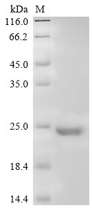 Human Somatotropin (GH1) Recombinant Protein, N-10His, Homo sapiens (Human), Mammalian cell, N-terminal 10xHis-tagged, 25.1 kDa, purity >≥ 90% as determined by SDS-PAGE.