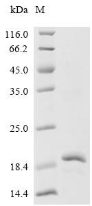 Mouse Sphingosine 1-phosphate receptor 5 (S1pr5), partial Recombinant Protein, Mus musculus (Mouse), E.coli, N-terminal 10xHis-tagged and C-terminal Myc-tagged, 14.4 kDa, purity >≥ 90% as determined by SDS-PAGE.