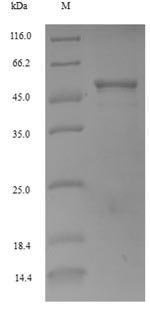 Arabidopsis thaliana Cyclin-B1-1 (CYCB1-1) Recombinant Protein, Arabidopsis thaliana (Mouse-ear cress), E.coli, N-terminal 6xHis-tagged, 52.5 kDa, purity >≥ 90% as determined by SDS-PAGE.