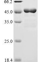 Dog Apolipoprotein E (APOE) Recombinant Protein - BioCrest Sci