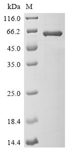 Chandipura virus Glycoprotein G (G), partial Recombinant Protein, Chandipura virus (strain I653514) (CHPV), E.coli, N-terminal 10xHis-tagged and C-terminal Myc-tagged, 58 kDa, purity >≥ 85% as determined by SDS-PAGE.