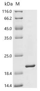 Staphylococcus aureus Sortase A (srtA) (P94R,D160N,D165A,K190E,K196T), partial Recombinant Protein, Staphylococcus aureus (strain NCTC 8325 / PS 47), E.coli, C-terminal 6xHis-tagged, 17.5 kDa, purity >≥ 90% as determined by SDS-PAGE.