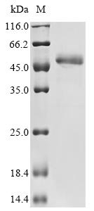 Candida albicans Candidapepsin-2 (SAP2) Recombinant Protein, C-His-Myc, Candida albicans (strain WO-1) (Yeast), Yeast, C-terminal 6xHis-Myc-tagged, 40.1 kDa, purity >≥ 85% as determined by SDS-PAGE.