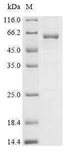 Mouse Bile acid receptor (Nr1h4) Recombinant Protein, Mus musculus (Mouse), E.coli, C-terminal 6xHis-tagged, 62.9 kDa, purity >≥ 85% as determined by SDS-PAGE.
