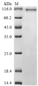 Human Protocadherin-19 (PCDH19), partial Recombinant Protein, Homo sapiens (Human), Mammalian cell, C-terminal hFc1-tagged, 100.6 kDa, purity >≥ 85% as determined by SDS-PAGE.