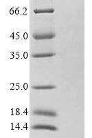Bitis gabonica Thrombin-like enzyme gabonase, partial Recombinant Protein - BioCrest Sci
