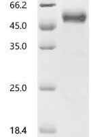Mouse Anti-Muellerian hormone type-2 receptor (Amhr2), partial Recombinant Protein - BioCrest Sci
