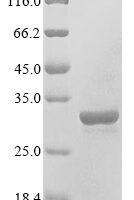 Rat High mobility group protein B1 (Hmgb1) Recombinant Protein, N-His/C-Myc - BioCrest Sci