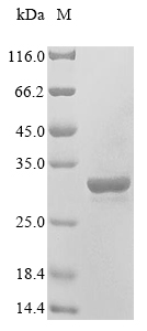 Rat High mobility group protein B1 (Hmgb1) Recombinant Protein, N-His/C-Myc, Rattus norvegicus (Rat), Yeast, N-terminal 6xHis-tagged and C-terminal Myc-tagged, 27.4 kDa, purity >≥ 85% as determined by SDS-PAGE.