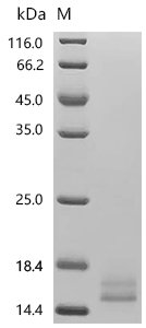 Human Platelet-derived growth factor subunit B (PDGFB) Recombinant Protein, C-10His, Homo sapiens (Human), Yeast, C-terminal 10xHis-tagged, 14.3 kDa, purity >≥ 95% as determined by SDS-PAGE.