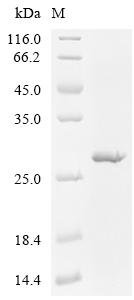 Arabidopsis thaliana Pectinesterase inhibitor 1 (PMEI1) Recombinant Protein, Arabidopsis thaliana (Mouse-ear cress), E.coli, C-terminal 6xHis-tagged, 23.2 kDa, purity >≥ 85% as determined by SDS-PAGE.